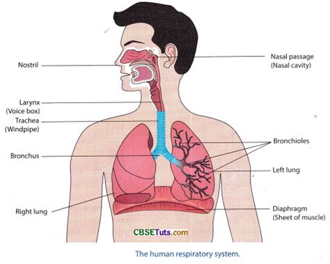 Human Respiratory System - Diagram, Parts and Functions - CBSE Tuts