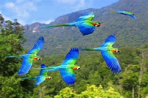 EL SALVADOR | Wild animals pictures, Beautiful birds, Colorful birds