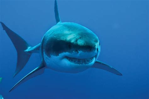 Tiburón Blanco, el incomprendido rey de los mares, El Siglo de Torreón