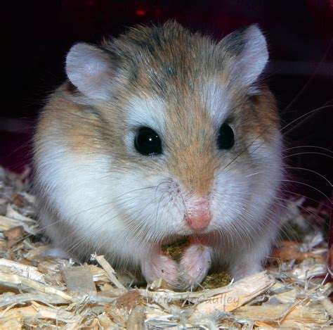 √ 6 Types of Most Popular Hamster Breeds | Hamster breeds, Hamster ...