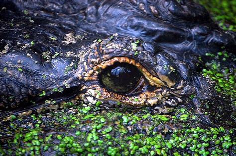 Alligator Eye by MerlyCuza, via Flickr | Alligator eye, Alligator, Animals