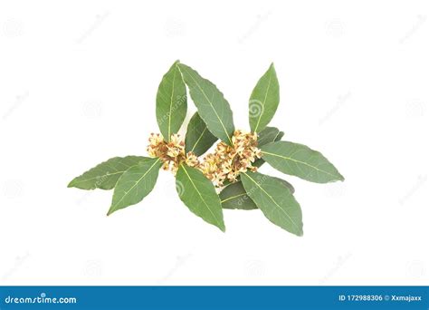 Organic Laurel Branch Laurus Nobilis with Flowers Stock Photo - Image ...