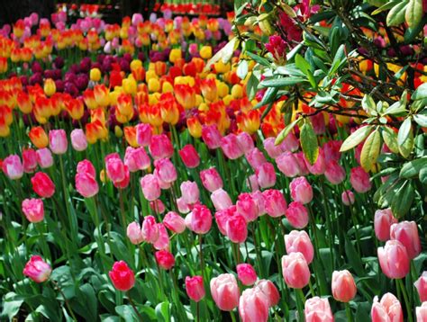 Skagit Valley Tulip Festival: Everything you need to know before you go ...