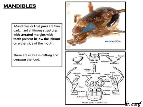 Animal types cockroach