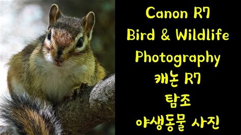 Canon EOS R7 Birding Wildlife photography / 캐논 R7 탐조, 야생동물 RF 800mm f11 #B9 - YouTube