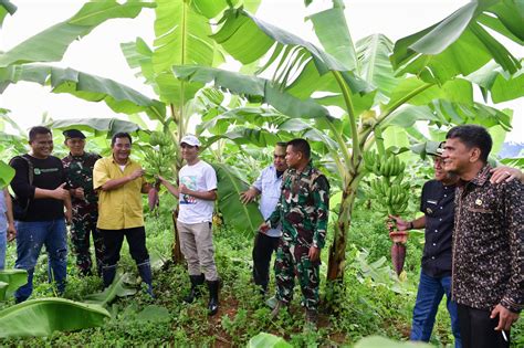 Pisang Cavendish di Sidrap dan Bone Sudah Berbuah - SINDOSulsel