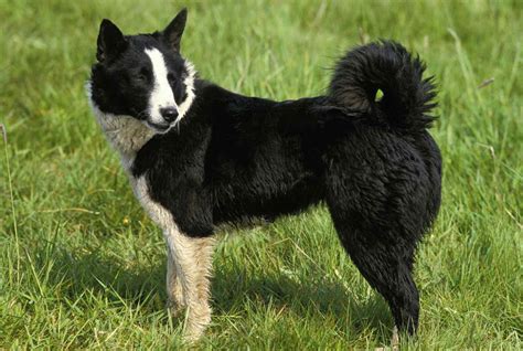 These 6 Dog Breeds Are Used For Bear Hunting - BuzzSharer.com