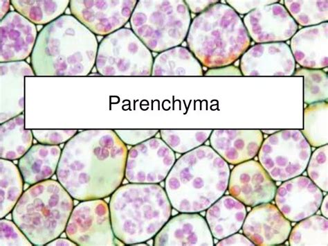 PPT - Parenchyma PowerPoint Presentation - ID:6731203