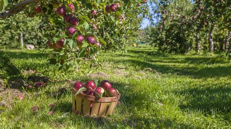 10 vergers où aller cueillir des pommes au Québec | Mordu