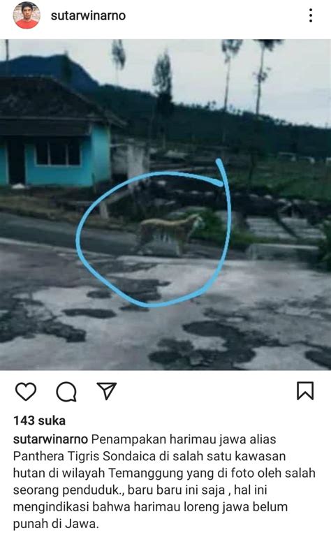 Viral Penampakan Harimau Jawa di Media Sosial, Mengapa Masih Percaya Ada Meski Dinyatakan Punah ...