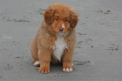 Buying a Toller Puppy | Nova Scotia Duck Tolling Retriever Club of ...