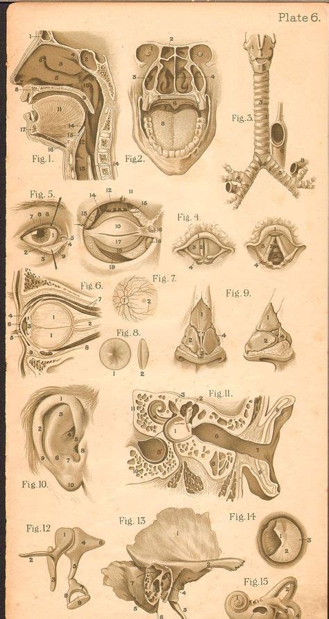 470 Vintage Anatomy ideas | anatomy, medical illustration, human anatomy