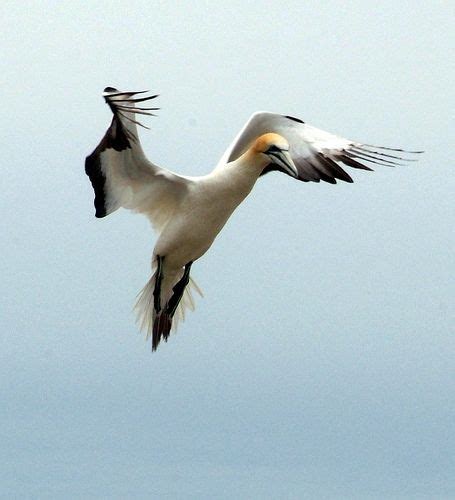 Lovely Gannet Bird in The Air - Neuseeland - New Zealand | Amazing ...