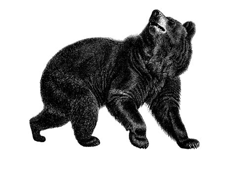 Bear Illustration, Antique Illustration, American Black Bear, Clip Art ...