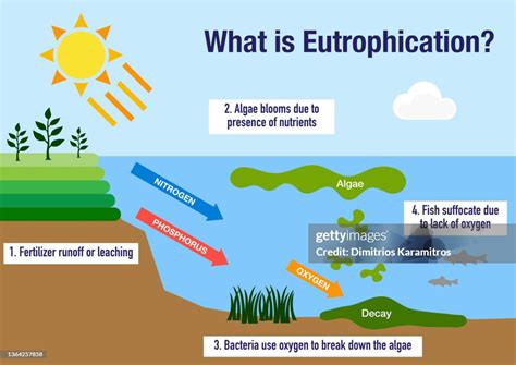 The Eutrophication Process High-Res Vector Graphic - Getty Images