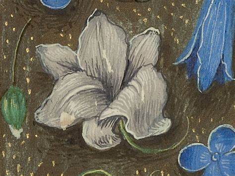 7 Favorite Flowers from Renaissance Manuscripts and Their Christian ...