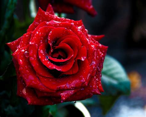Red Rose Wallpaper Flower Images - GAMBAR BUNGA
