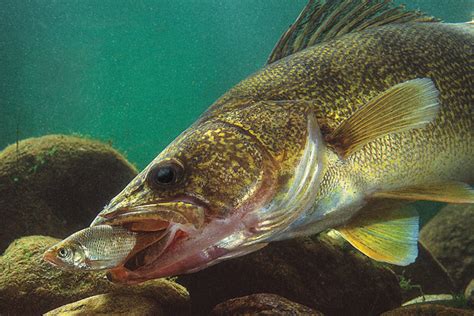 Walleye Underwater