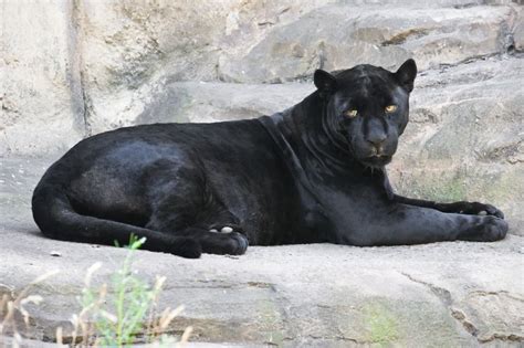 What's a Black Panther, Really? Here Are the Facts. | Big cat family ...