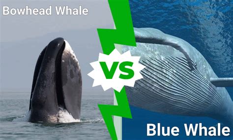 Bowhead Whale กับ Blue Whale | Newagepitbulls