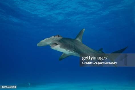 168 Shark Side View Stock Photos, High-Res Pictures, and Images - Getty ...