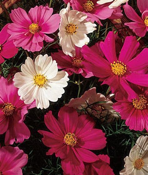 Sensation Mix Tall Cosmos | Etsy in 2021 | Annual flowers, Flower seeds ...