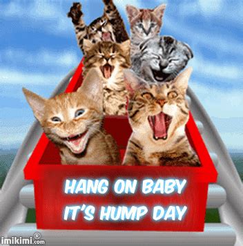 Wednesday | Jewels Art Creation | Hump day gif, Wednesday hump day, Cats