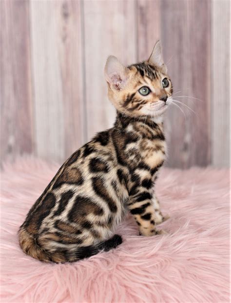 Bengal Kitten Price | Licensed Breeder in Colorado