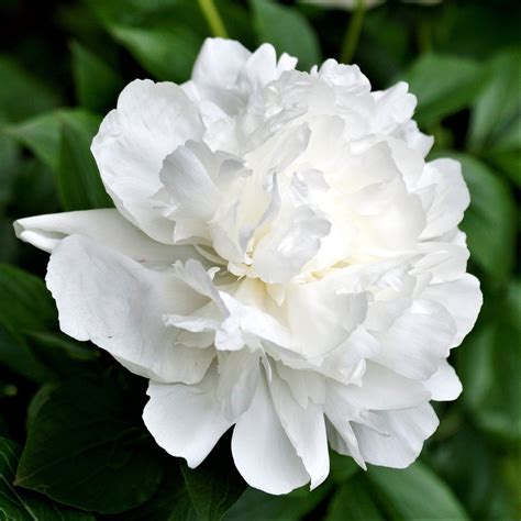 Peony Duchess de Nemours | Fragrant White Peony With full, fragrant ...