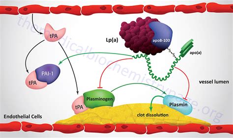 Lipoproteins, Blood Lipids, and Lipoprotein Metabolism - The Medical ...