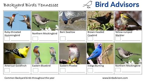 Top 20 Backyard Birds in Tennessee (Free Picture ID Printable) - Bird Advisors