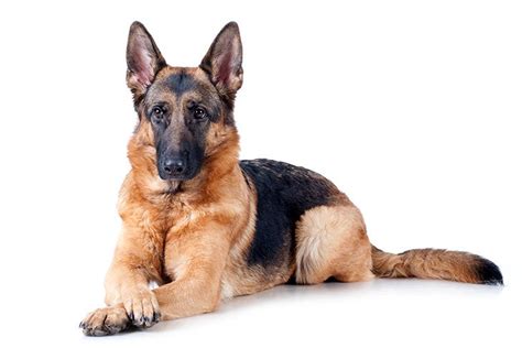 German Shepherd Dog Dog Breed Information