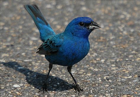 Indigo Bunting (Passerina cyanea) photo - Charlie Lentz photos at pbase.com