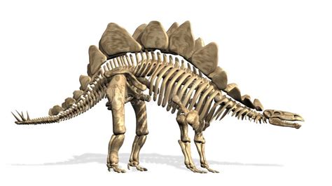 Stegosaurus Skeleton Stock Photos - Image: 2595533