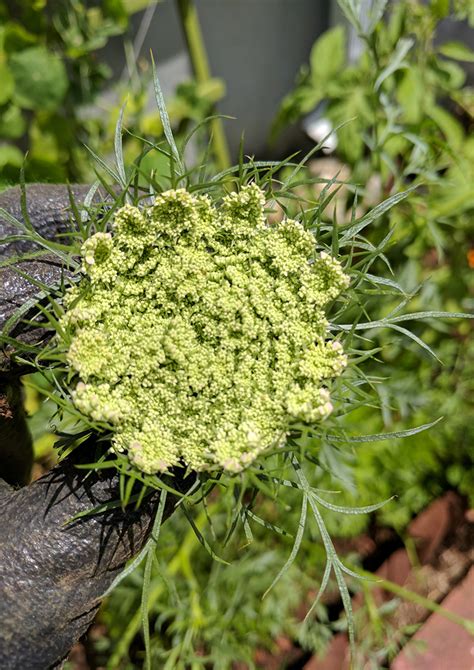 If Your Carrot is Flowering, You’re Not Alone. Here’s What’s Happening