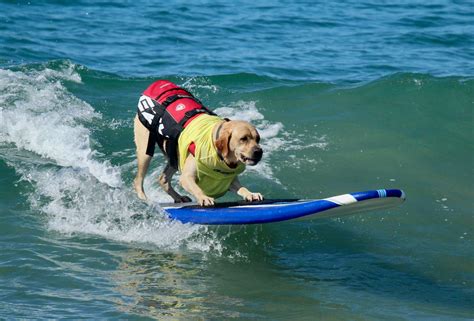 Where to Watch the World Dog Surfing Championships in California 2018