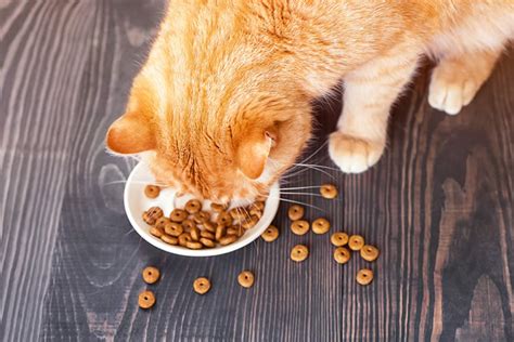 Why Are Cats Such Fussy Eaters? - Petset.com