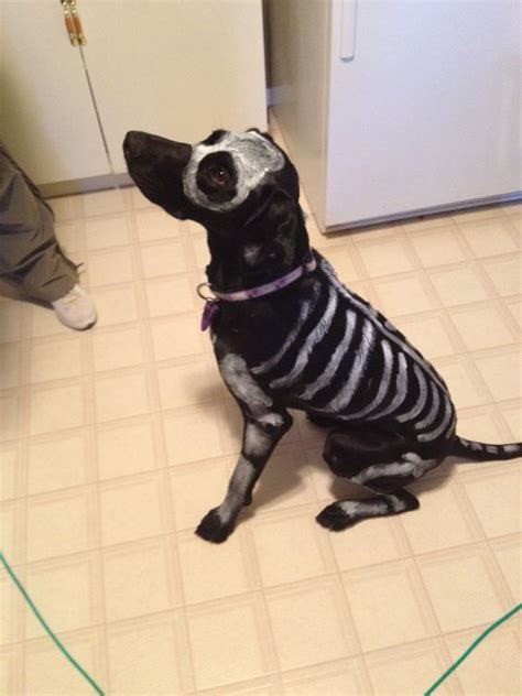 Skeleton Dog! Non-toxic and washable paint :) really easy dog costume! | Things I love ...