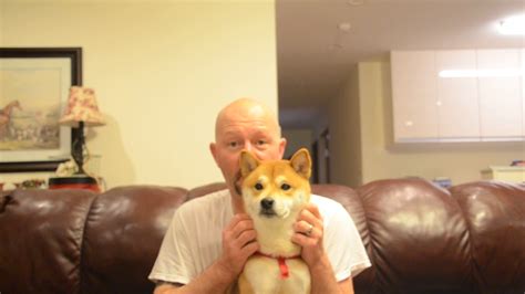 House Breaking / Potty Training Your Shiba Inu He IS so Handsome Wait ...