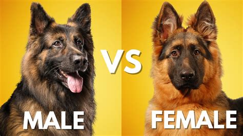 Male vs Female German Shepherd: Which is Best For You? - YouTube