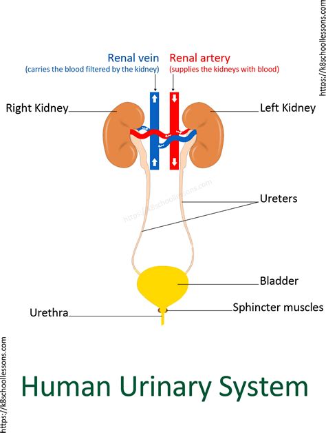 Urinary System for Kids | Human Urinary System | Human Body Facts