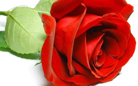 Single Red Rose Flower Wallpaper