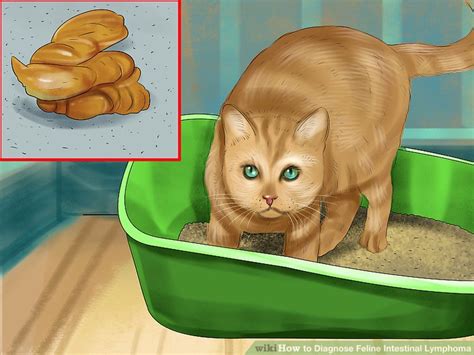 How to Diagnose Feline Intestinal Lymphoma: 9 Steps