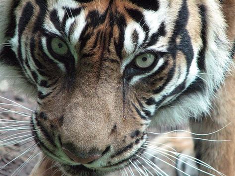 List of Top 10 Endangered Animal Species in Asia - Owlcation