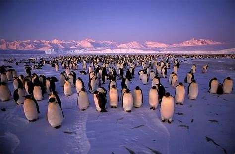 GRB03270. AUS-889 Emperor penguin colony Cape Roget in