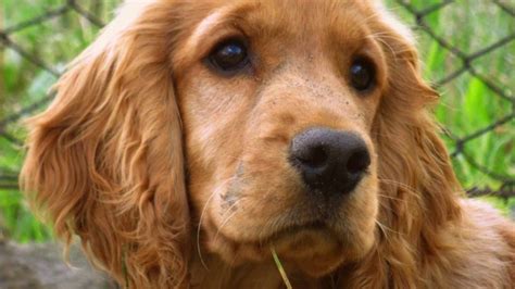 Cocker Spaniel Training Tips How to train a Cocker Spaniel at home ...