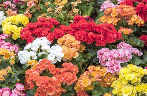 Tuberous Begonia - Farm Fresh Selects