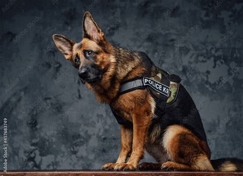 Loyal police german shepherd with police uniform Stock Photo | Adobe Stock