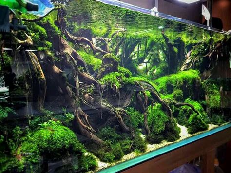 tree roots aqua scape driftwood aquarium design, in 2020 | Amazing aquariums, Aquarium driftwood ...