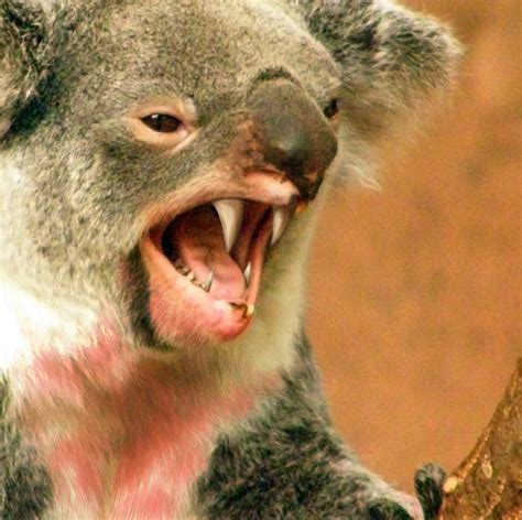 Drop Bears feared extinct due to Australian bushfires